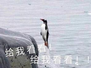娱乐吃瓜君遛鸟大师,遛鸟大师的传奇人生