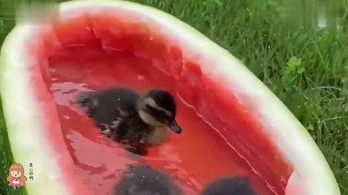 娱乐鸭鸭吃瓜,揭秘娱乐圈那些不为人知的幕后故事